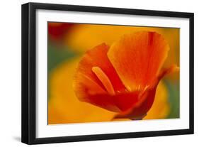 Summer Mission Bell Poppies in Full Bloom, Seattle, Washington, USA-Terry Eggers-Framed Photographic Print