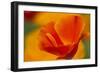 Summer Mission Bell Poppies in Full Bloom, Seattle, Washington, USA-Terry Eggers-Framed Photographic Print