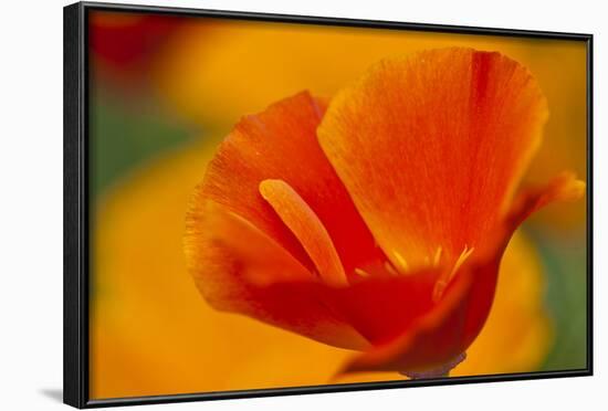 Summer Mission Bell Poppies in Full Bloom, Seattle, Washington, USA-Terry Eggers-Framed Photographic Print