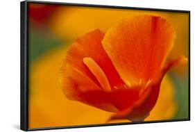 Summer Mission Bell Poppies in Full Bloom, Seattle, Washington, USA-Terry Eggers-Framed Photographic Print