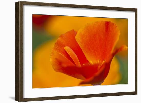 Summer Mission Bell Poppies in Full Bloom, Seattle, Washington, USA-Terry Eggers-Framed Photographic Print