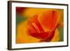 Summer Mission Bell Poppies in Full Bloom, Seattle, Washington, USA-Terry Eggers-Framed Photographic Print