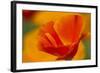 Summer Mission Bell Poppies in Full Bloom, Seattle, Washington, USA-Terry Eggers-Framed Photographic Print