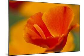 Summer Mission Bell Poppies in Full Bloom, Seattle, Washington, USA-Terry Eggers-Mounted Photographic Print