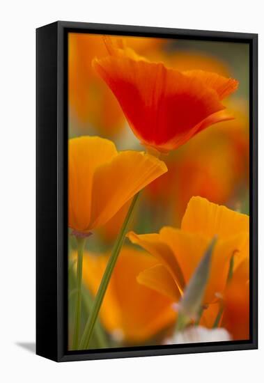 Summer Mission Bell Poppies in Full Bloom, Seattle, Washington, USA-Terry Eggers-Framed Stretched Canvas