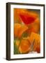 Summer Mission Bell Poppies in Full Bloom, Seattle, Washington, USA-Terry Eggers-Framed Photographic Print