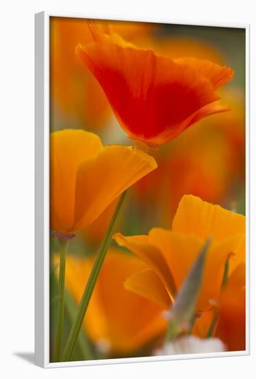 Summer Mission Bell Poppies in Full Bloom, Seattle, Washington, USA-Terry Eggers-Framed Photographic Print