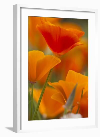 Summer Mission Bell Poppies in Full Bloom, Seattle, Washington, USA-Terry Eggers-Framed Photographic Print