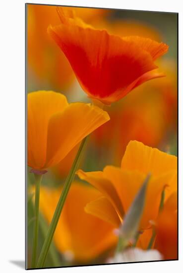 Summer Mission Bell Poppies in Full Bloom, Seattle, Washington, USA-Terry Eggers-Mounted Photographic Print