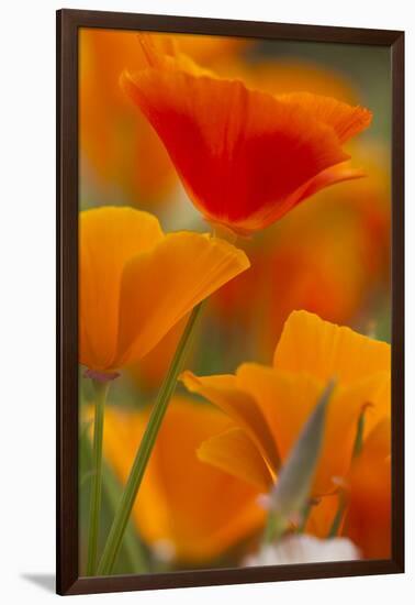 Summer Mission Bell Poppies in Full Bloom, Seattle, Washington, USA-Terry Eggers-Framed Photographic Print