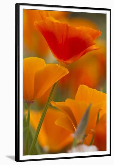 Summer Mission Bell Poppies in Full Bloom, Seattle, Washington, USA-Terry Eggers-Framed Premium Photographic Print