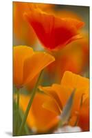 Summer Mission Bell Poppies in Full Bloom, Seattle, Washington, USA-Terry Eggers-Mounted Premium Photographic Print