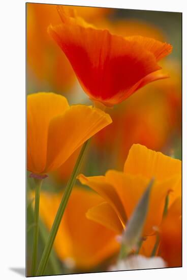 Summer Mission Bell Poppies in Full Bloom, Seattle, Washington, USA-Terry Eggers-Mounted Premium Photographic Print