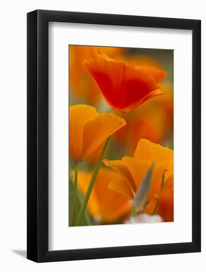 Summer Mission Bell Poppies in Full Bloom, Seattle, Washington, USA-Terry Eggers-Framed Photographic Print