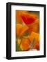 Summer Mission Bell Poppies in Full Bloom, Seattle, Washington, USA-Terry Eggers-Framed Photographic Print