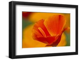 Summer Mission Bell Poppies in Full Bloom, Seattle, Washington, USA-Terry Eggers-Framed Photographic Print