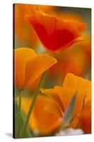 Summer Mission Bell Poppies in Full Bloom, Seattle, Washington, USA-Terry Eggers-Stretched Canvas