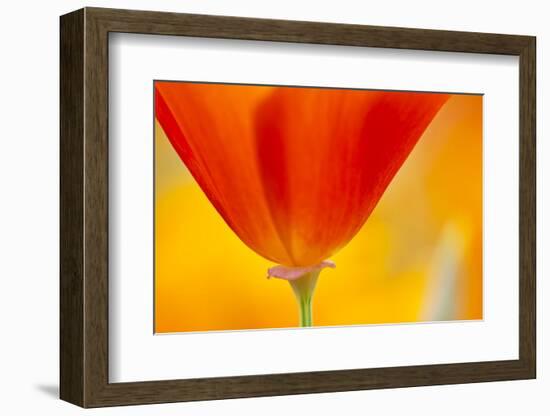 Summer Mission Bell Poppies in Full Bloom-Terry Eggers-Framed Premium Photographic Print