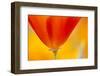 Summer Mission Bell Poppies in Full Bloom-Terry Eggers-Framed Premium Photographic Print