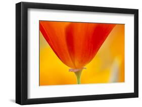 Summer Mission Bell Poppies in Full Bloom-Terry Eggers-Framed Premium Photographic Print