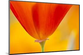 Summer Mission Bell Poppies in Full Bloom-Terry Eggers-Mounted Premium Photographic Print