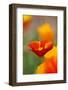 Summer Mission Bell Poppies in Full Bloom-Terry Eggers-Framed Photographic Print