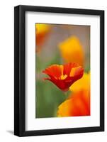 Summer Mission Bell Poppies in Full Bloom-Terry Eggers-Framed Photographic Print