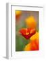 Summer Mission Bell Poppies in Full Bloom-Terry Eggers-Framed Photographic Print