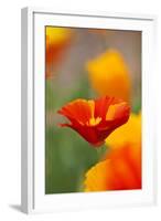 Summer Mission Bell Poppies in Full Bloom-Terry Eggers-Framed Photographic Print