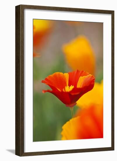 Summer Mission Bell Poppies in Full Bloom-Terry Eggers-Framed Photographic Print