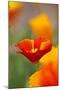 Summer Mission Bell Poppies in Full Bloom-Terry Eggers-Mounted Photographic Print