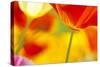 Summer Mission Bell Poppies-Terry Eggers-Stretched Canvas