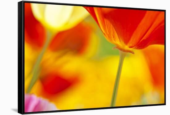 Summer Mission Bell Poppies-Terry Eggers-Framed Stretched Canvas