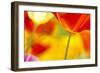 Summer Mission Bell Poppies-Terry Eggers-Framed Photographic Print