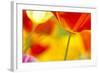 Summer Mission Bell Poppies-Terry Eggers-Framed Photographic Print