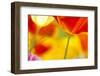 Summer Mission Bell Poppies-Terry Eggers-Framed Photographic Print