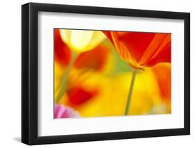 Summer Mission Bell Poppies-Terry Eggers-Framed Photographic Print