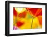Summer Mission Bell Poppies-Terry Eggers-Framed Photographic Print