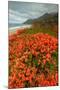 Summer Morning Coastal Color-Vincent James-Mounted Premium Photographic Print