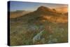 Summer Morning Light at Sea Ranch-Vincent James-Stretched Canvas