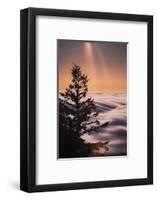 Summer Mountian Flow and Light Tree, Mount Tamalpais, California-Vincent James-Framed Photographic Print