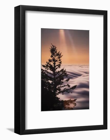 Summer Mountian Flow and Light Tree, Mount Tamalpais, California-Vincent James-Framed Photographic Print