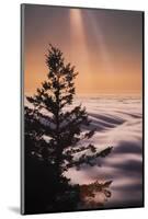 Summer Mountian Flow and Light Tree, Mount Tamalpais, California-Vincent James-Mounted Photographic Print