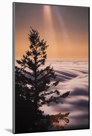 Summer Mountian Flow and Light Tree, Mount Tamalpais, California-Vincent James-Mounted Photographic Print