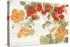 Summer Nasturtiums Cottage-Wild Apple Portfolio-Stretched Canvas