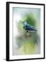 Summer Nuthatch-Jai Johnson-Framed Giclee Print