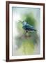 Summer Nuthatch-Jai Johnson-Framed Giclee Print