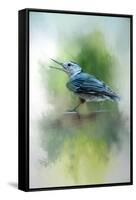 Summer Nuthatch-Jai Johnson-Framed Stretched Canvas