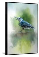 Summer Nuthatch-Jai Johnson-Framed Stretched Canvas