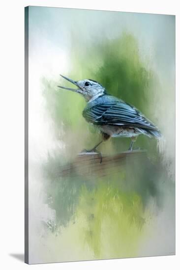 Summer Nuthatch-Jai Johnson-Stretched Canvas